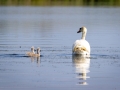 Höckerschwan (Cygnus olor)