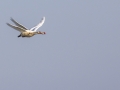 Höckerschwan (Cygnus olor)