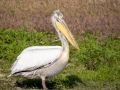 Krauskopfpelikan (Pelecanus crispus)