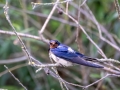Rauchschwalbe (Hirundo rustica)