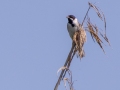 Rohrammer (Emberiza schoeniclus)