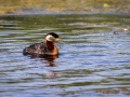 Rothalstaucher (Podiceps grisegena)