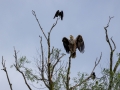 Seeadler (Haliaeetus albicalla)