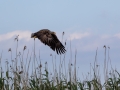 Seeadler (Haliaeetus albicalla)