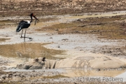 Sattelstorch mit Flusspferd