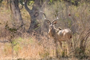 Großer Kudu