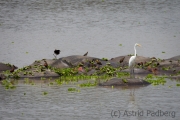 Reiher auf Flusspferd-Insel