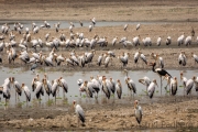 Nimmersatts und Sattelstorch