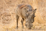 Warzenschwein