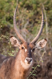 Wasserbock