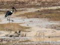 Sattelstorch mit Flusspferd