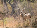 Großer Kudu