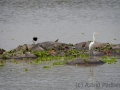 Reiher auf Flusspferd-Insel