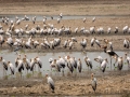 Nimmersatts und Sattelstorch