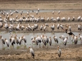 Nimmersatts und Sattelstorch