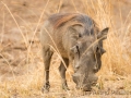 Warzenschwein