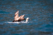 Basstölpel wird von Skua attackiert