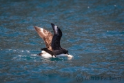 Basstölpel wird von Skua attackiert