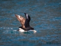 Basstölpel wird von Skua attackiert