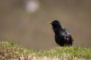 Amsel, turdus merula, common blackbird