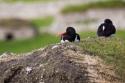 Austernfischer, Haematopus ostralegus,