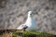 Eissturmvogel, Fulmarus glacialis, fulmar