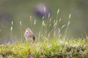 Bekassine, Gallinago gallinago, common snipe