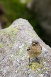 Steinschmätzer, Oenanthe oenanthe,  wheatear