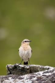 Steinschmätzer, Oenanthe oenanthe,  wheatear