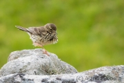 Wiesenpieper, Anthus pratensis, meadow pipit