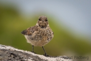 Wiesenpieper, Anthus pratensis, meadow pipit
