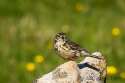 Wiesenpieper, Anthus pratensis, meadow pipit