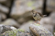 Wiesenpieper, Anthus pratensis, meadow pipit