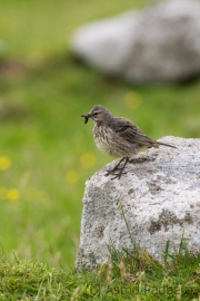 Wiesenpieper, anthus pratensis, meadow pipit