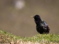 Amsel, turdus merula, common blackbird