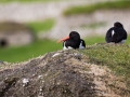 Austernfischer, Haematopus ostralegus,