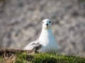 Eissturmvogel, Fulmarus glacialis, fulmar