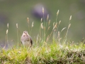 Bekassine, Gallinago gallinago, common snipe