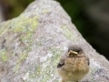 Steinschmätzer, Oenanthe oenanthe,  wheatear