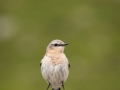 Steinschmätzer, Oenanthe oenanthe,  wheatear