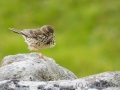 Wiesenpieper, Anthus pratensis, meadow pipit