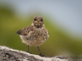 Wiesenpieper, Anthus pratensis, meadow pipit