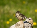 Wiesenpieper, Anthus pratensis, meadow pipit