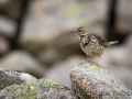 Wiesenpieper, Anthus pratensis, meadow pipit