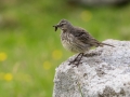 Wiesenpieper, anthus pratensis, meadow pipit