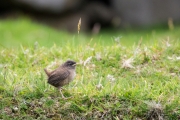 St. Kilda Zaunkönig (Troglodytes t hirtensis)