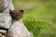 St. Kilda Zaunkönig (Troglodytes t hirtensis)