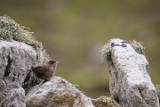 St. Kilda Zaunkönig (Troglodytes t hirtensis)