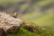 St. Kilda Zaunkönig (Troglodytes t hirtensis)