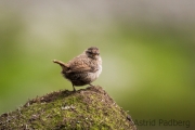 St. Kilda Zaunkönig (Troglodytes t hirtensis)